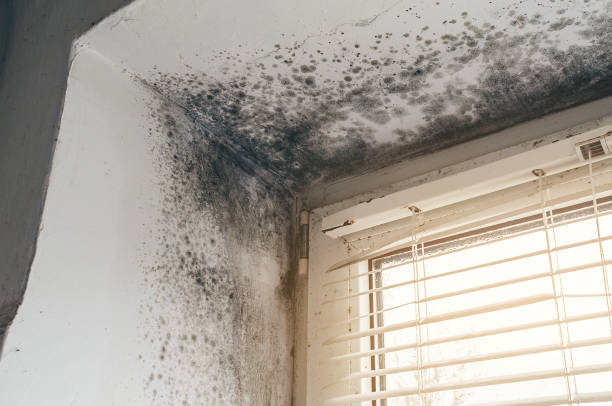 Affordable Basement Mold Removal solutions in Plano, TX