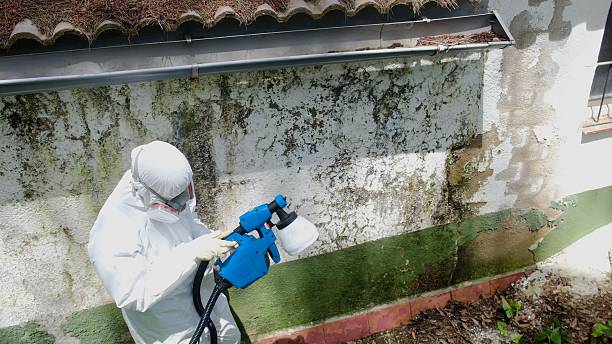 Trusted Mold Inspection service in Plano, TX - Cheap Mold Removal